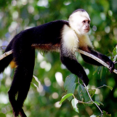 Kapucijnaap in Manuel Antonio